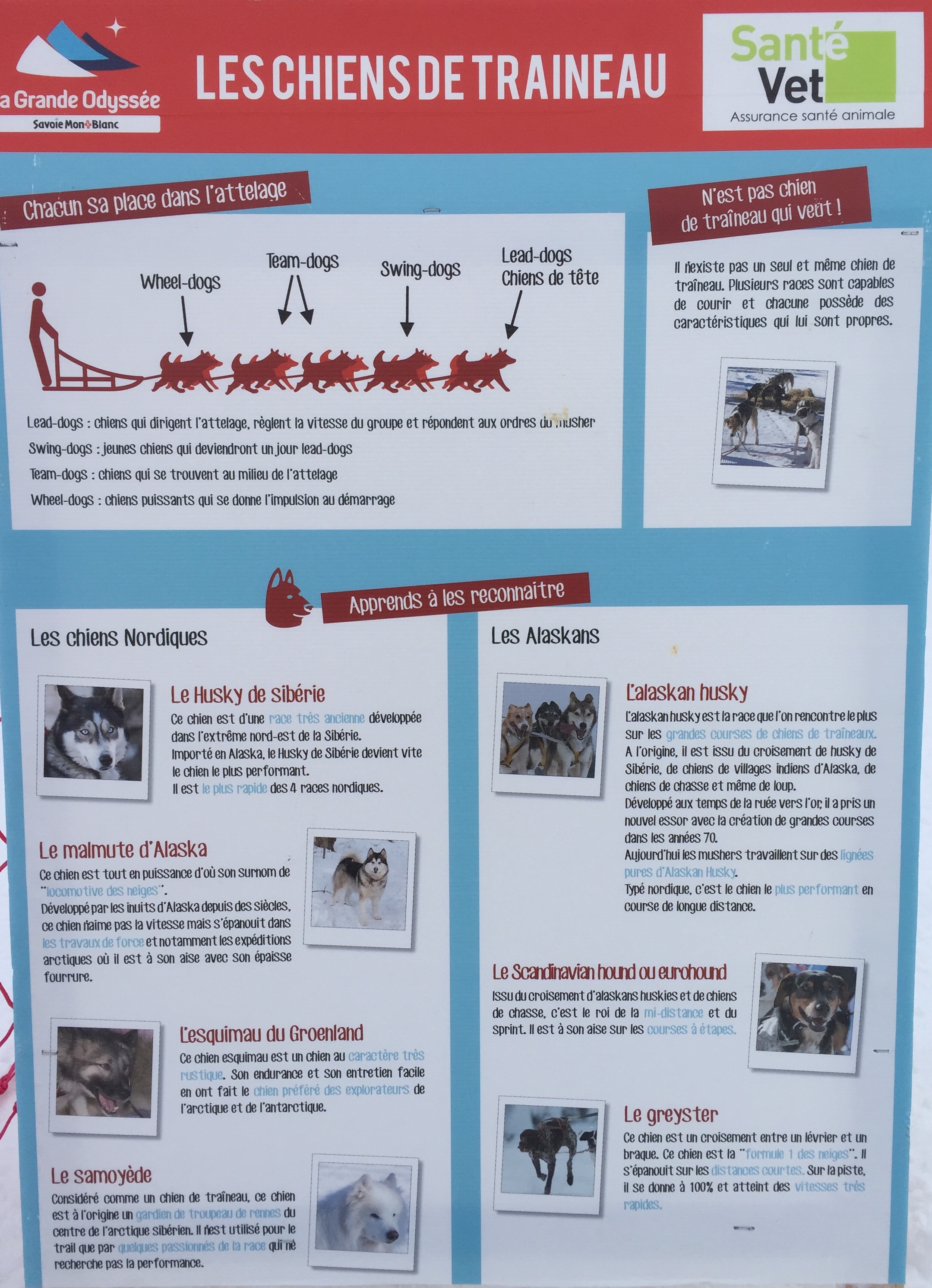 Fiche chiens de traineaux (cliquer pour agrandir) Fiche chiens de traineaux (cliquer pour agrandir)