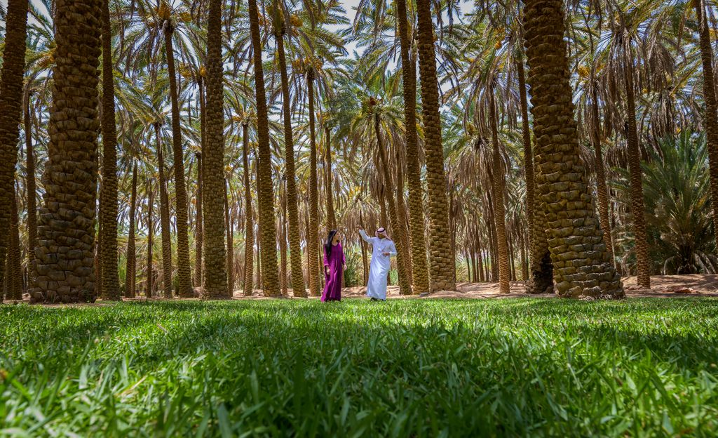 L'oasis d'AlUla est beaucoup plus verdoyante qu'on ne l'imagine. Ici, une ferme de palmiers-dattiers (©Commission Royale for AlUla)