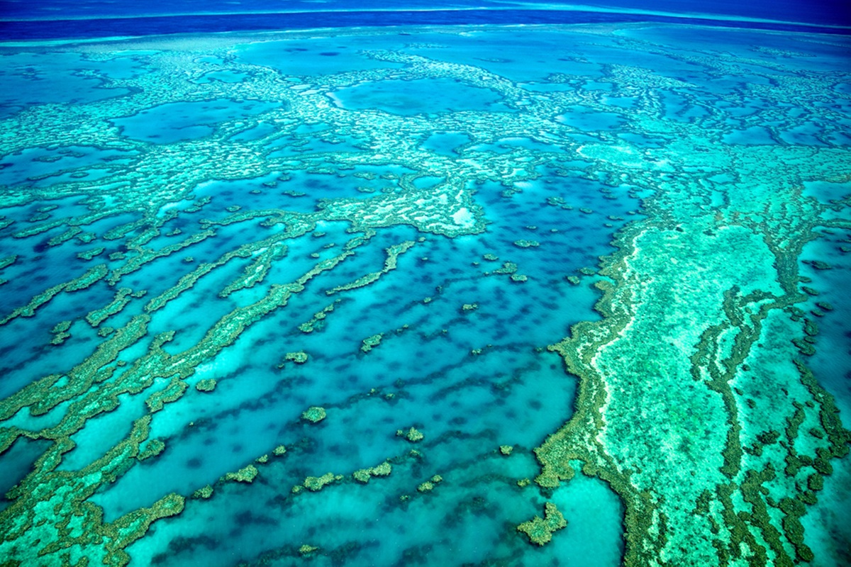 Un projet australien vise à sauver la Grande Barrière de corail grâce à la cryogénisation de gamètes coralliens.@depositphotos/tanyapuntti