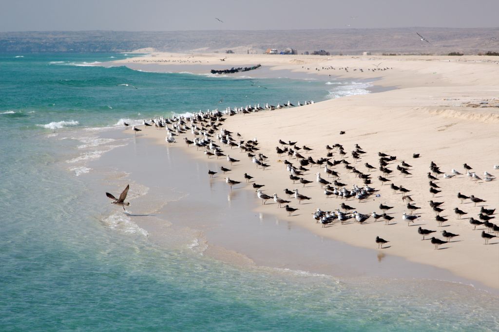 A Oman, des plages de sable clair et des eaux cristallines ( ©Sultanat d'Oman)
