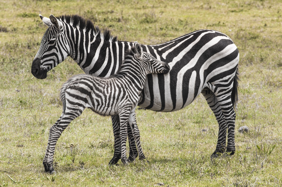 Liste noire en Tanzanie : le flou persiste malgré les annonces - Depositphotos.com Curioso_Travel_Photography