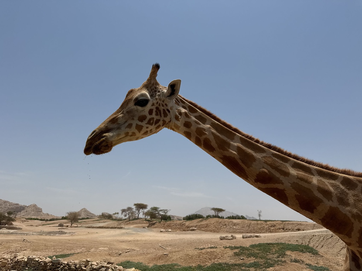 A Al Ain Zoo, il est possible de réserver un safari guidé dans un espace semi-naturel de 217 hectares - Photo : Maëlle Fontaine