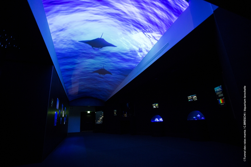 Ouverte le 6 février 2016 la Galerie des Lumières nos plonge dans les abysses. Photo C; Breschia/Aquarium-LaRochelle.