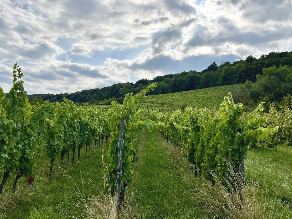 Bien qu'en pleine renaissance, le vignoble des Côtes de Meuse reste confidentiel (© PB)