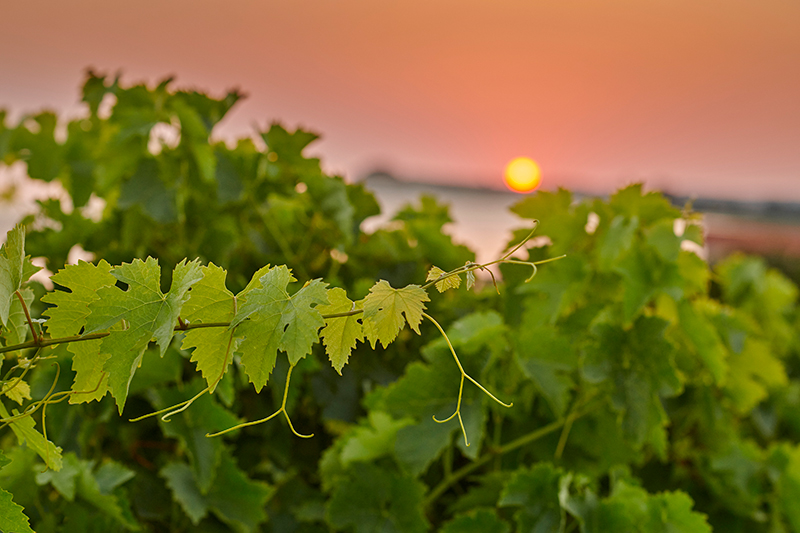 Coucher de soleil au-dessus des vignes et de l’Océan © Aurélien Terrade / BNIC