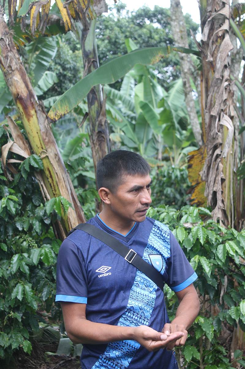 Cooopérative de café Q’eqchi © Terra Guatemala