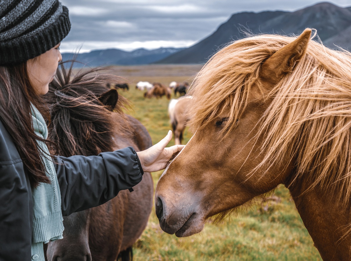 Cavalcades propose 6 voyages à cheval - Depositphotos