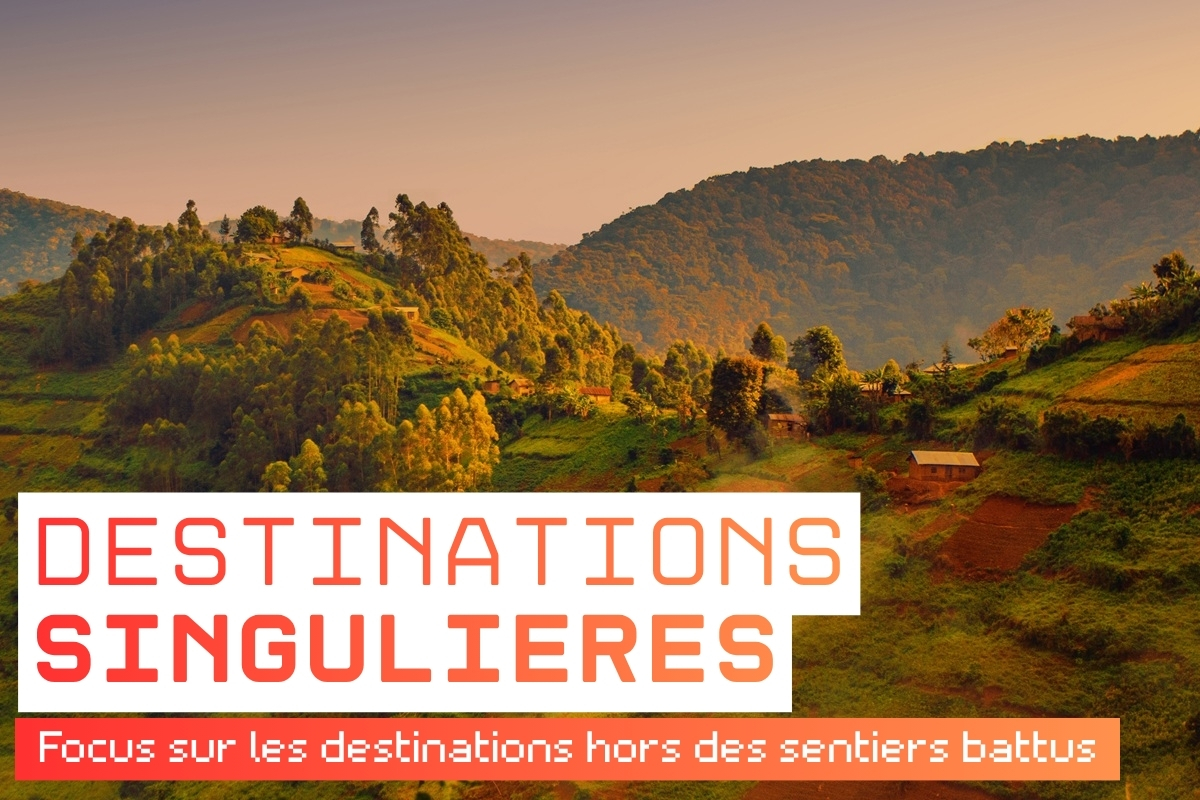 Au cœur de la forêt impénétrable de Bwindi, les visiteurs partent à la rencontre des gorilles de montagne, dans l’un des écosystèmes les plus préservés d’Afrique.@Uganda Embassy in Paris-France