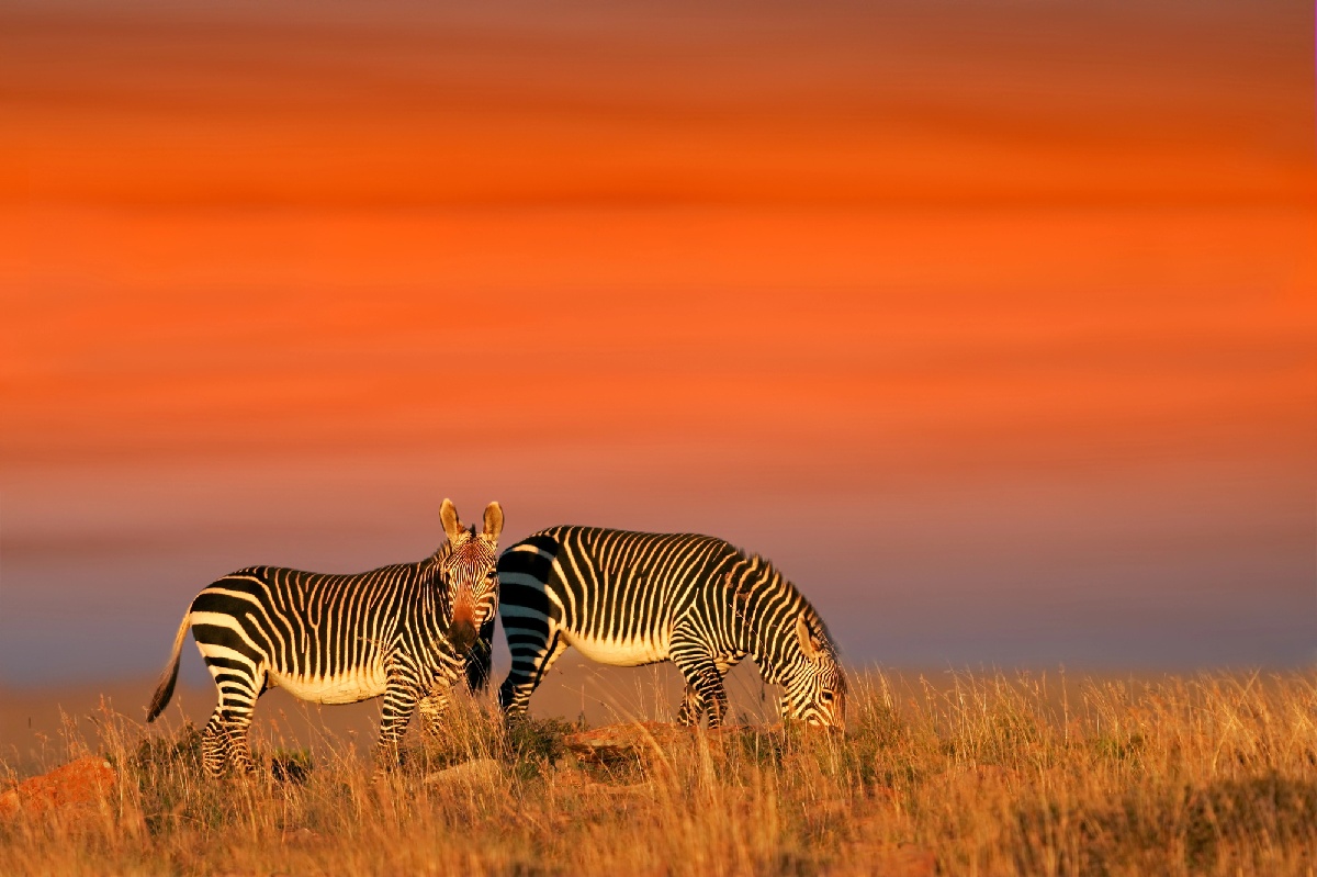 Savanna Tours & Safaris veut nouer partenariat win-win avec un réseau d'agences ! - Depositphotos.com Auteur EcoPic