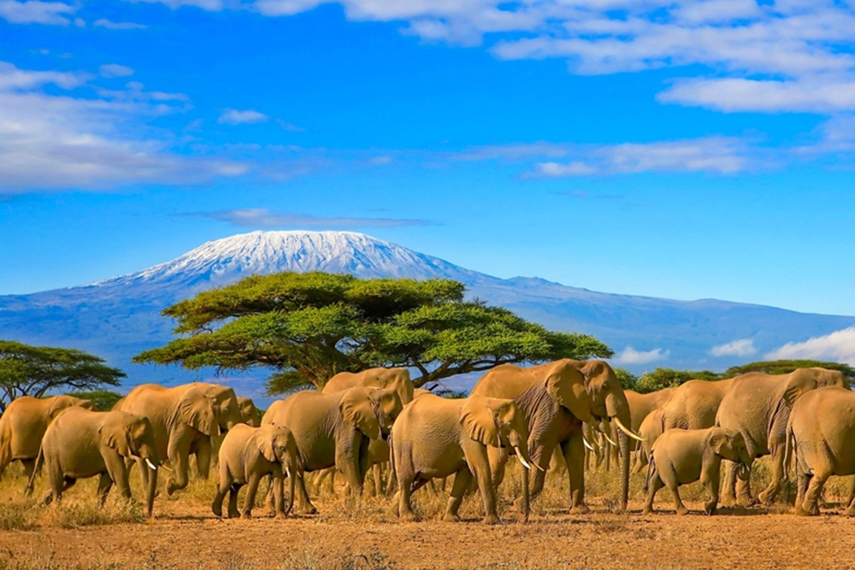 Des dizaines de touristes français sont resté bloqués en Tanzanie suite aux dernières élections et à l’annulation de leurs vols. @depositphotos/104paul