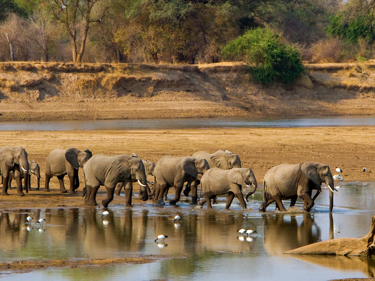Anantara ouvrira en 2026 un établissement situé dans le parc national de Kafue, en Zambie  - DepositPhotos.com, dmussman