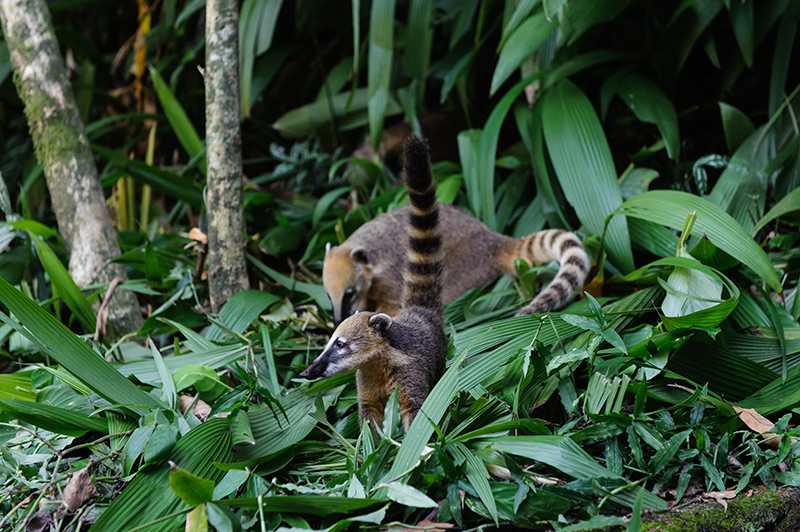Forêt de Tijuca © Rogerio von Kruger © Brazil Sensations