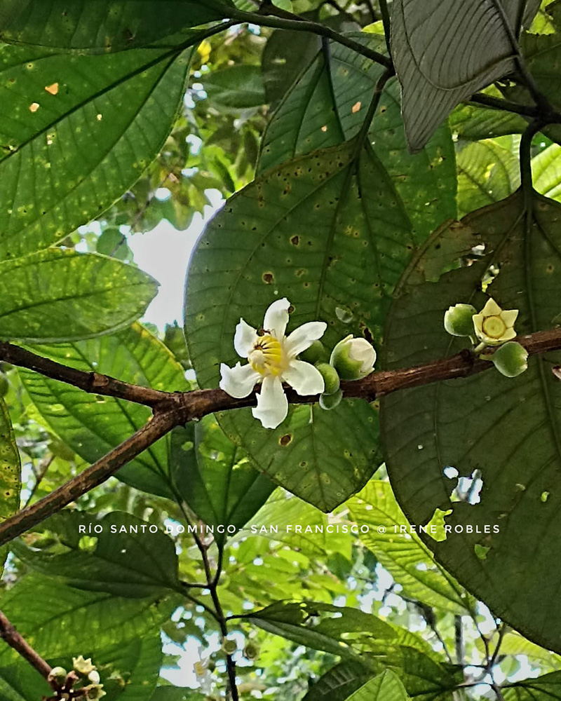Rio Santo Domingo © Irène Robles