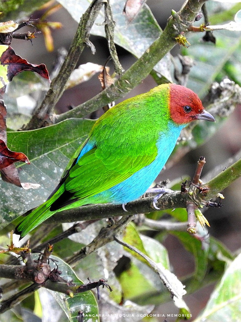 Tangara Antioquia © Irène Robles