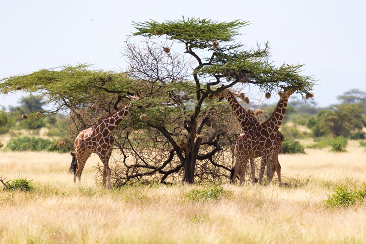 Malgré le contexte, la Somalie voit son tourisme bondir de 50% en 2025 - Depositphotos.com, 25ehaag6