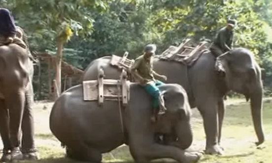 Les éléphants du Mékong Eléphant Camp - DR