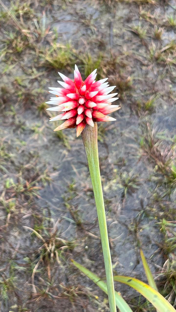 Fleur de Inirida © Irène Robles - Colombia Memories