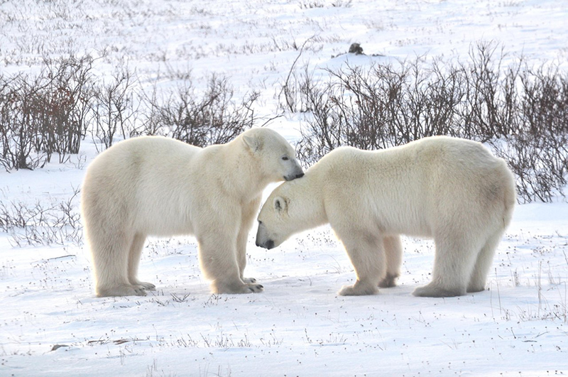 Churchill © Travel Manitoba