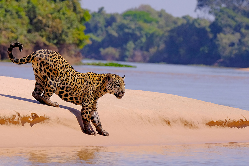 Pantanal © Shutterstock