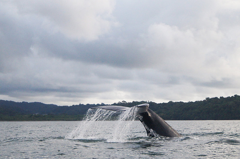 Baleines, Choco ©Terra Colombia