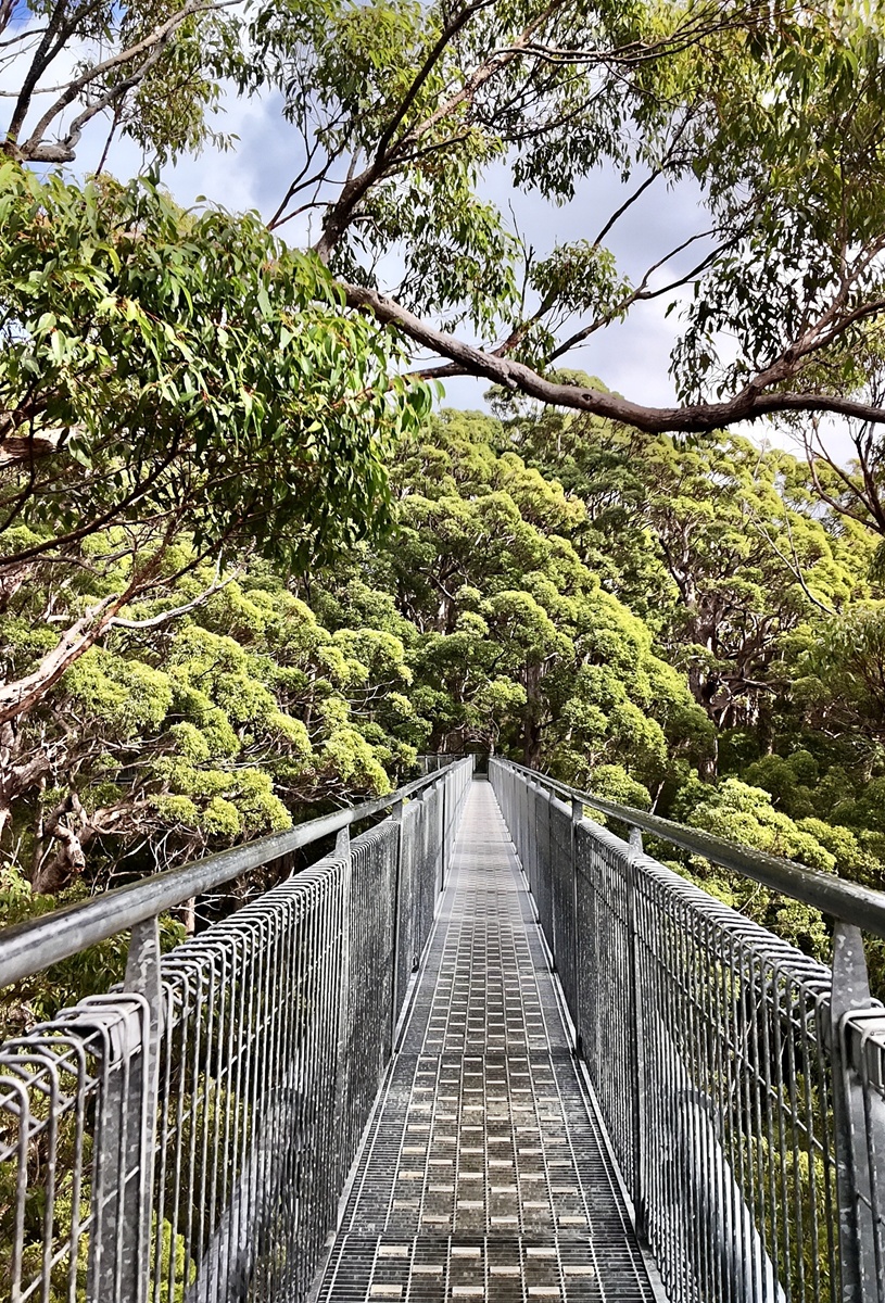 La Valley of the Giants Tree Top Walk permet de marcher à quarante mètres de hauteur au-dessus d’une forêt de tingles rouges - Photo : Sébastien Cros, WeTravelAustralia™
