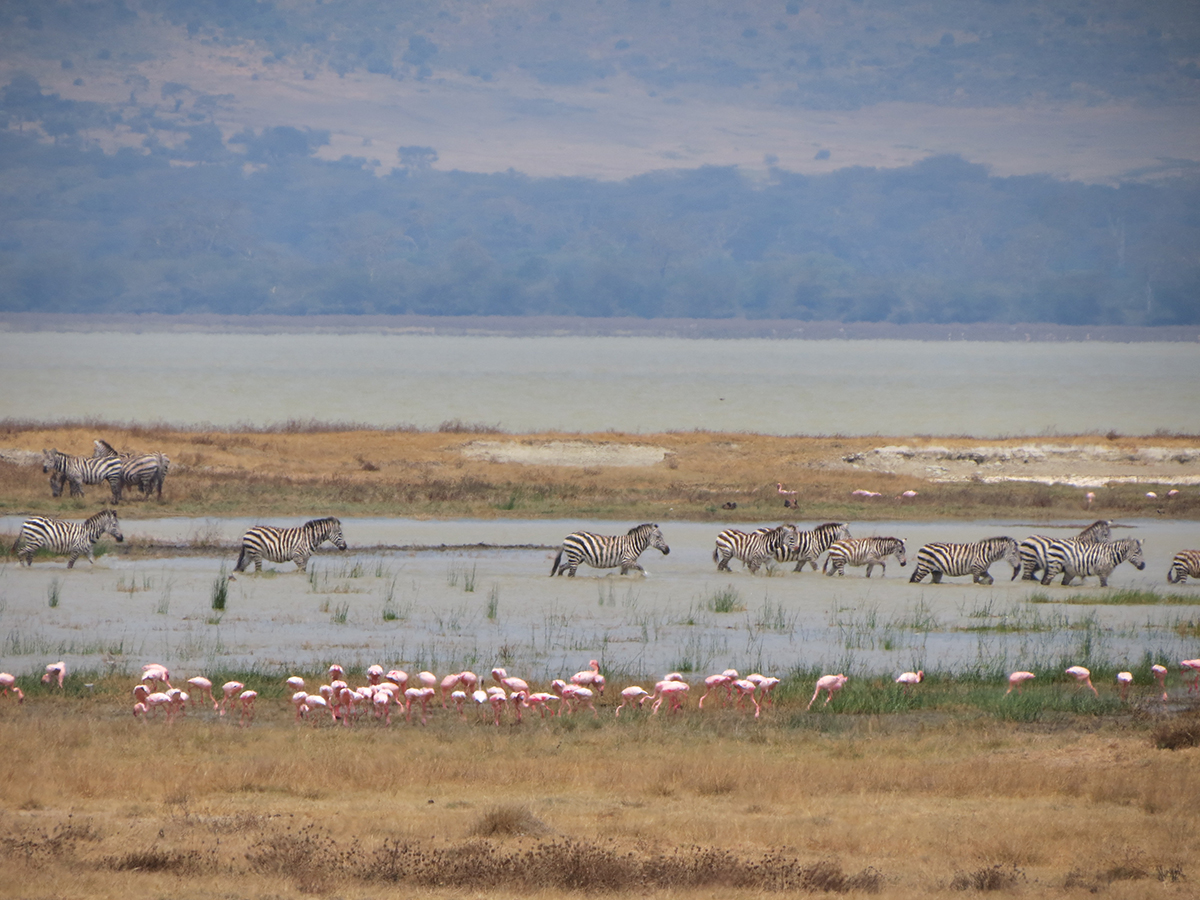 La Tanzanie, une destination qui fait figure d’exception cette année © Assur Travel