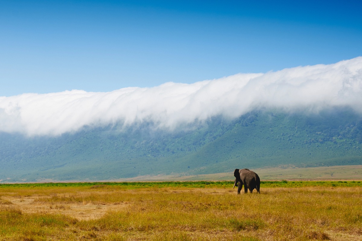 Certains sites, telle que la&nbsp;zone de conservation&nbsp;de&nbsp;Ngorongoro, en Tanzanie, souhaitent être rayés de la&nbsp;liste&nbsp;du patrimoine mondial de l'Unesco - Depositphotos.com, LuaAr