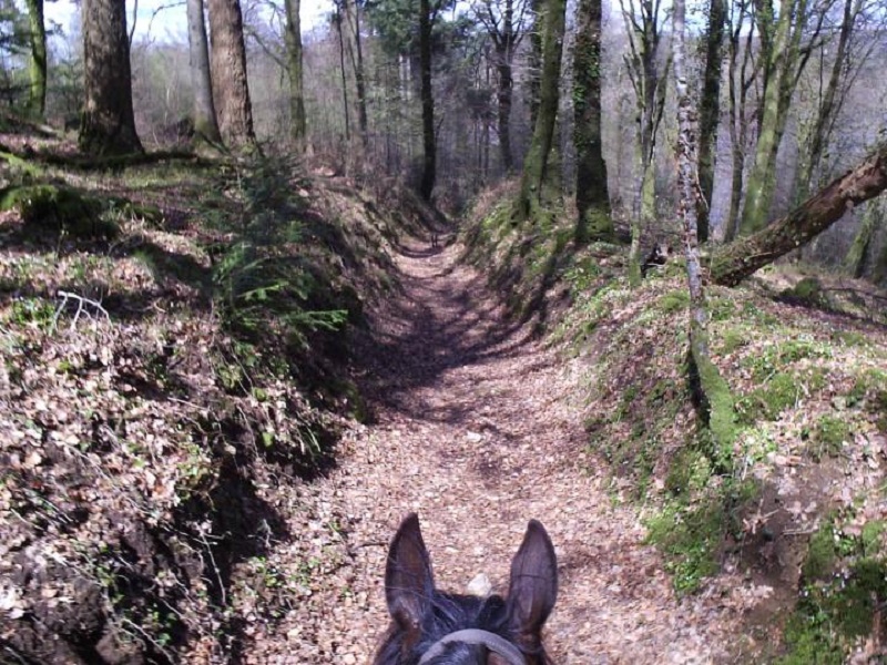 Une balade équestre pour apprécier un paysage qui ondule joliment en courbes émeraude, piquées de bois sombres et de hameaux de vallons - DR : Association Cheval Nature du Sud Manche