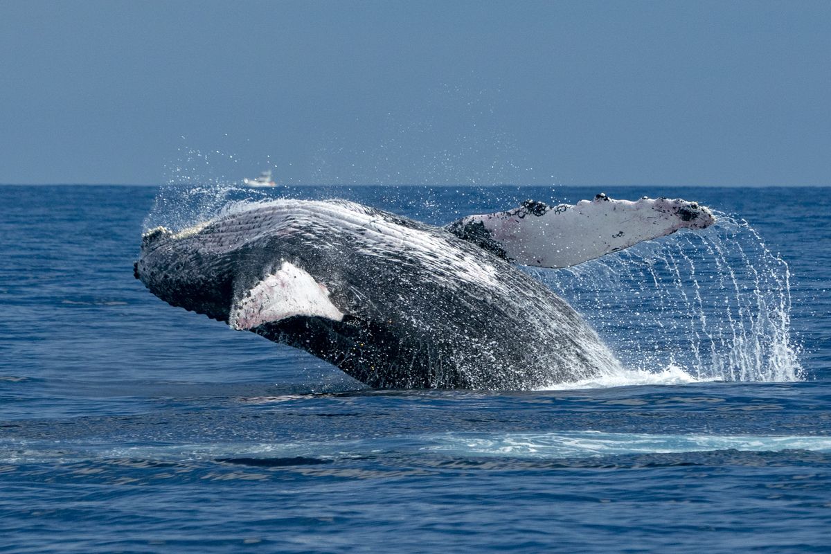 Rorqual à bosse dans l'océan Pacifique, à Cabo San Luca © Izanbar/Deposit Photos à Cabo