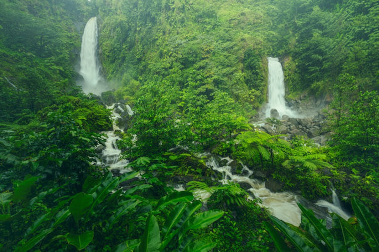 La Discover Dominica Authority (DDA) lance une nouvelle formation en ligne consacrée à la Dominique - Crédit photo : Discover Dominica Authority