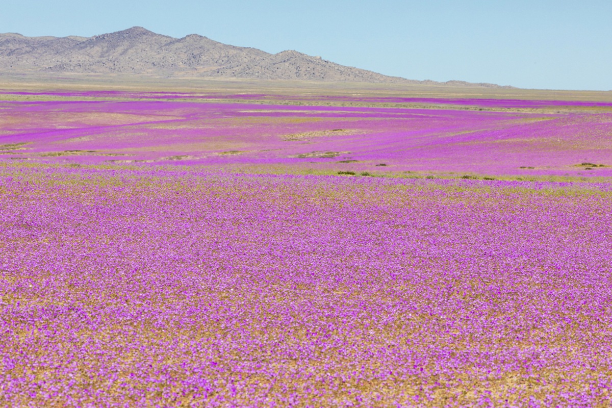 @depositphotos/abriendomundo