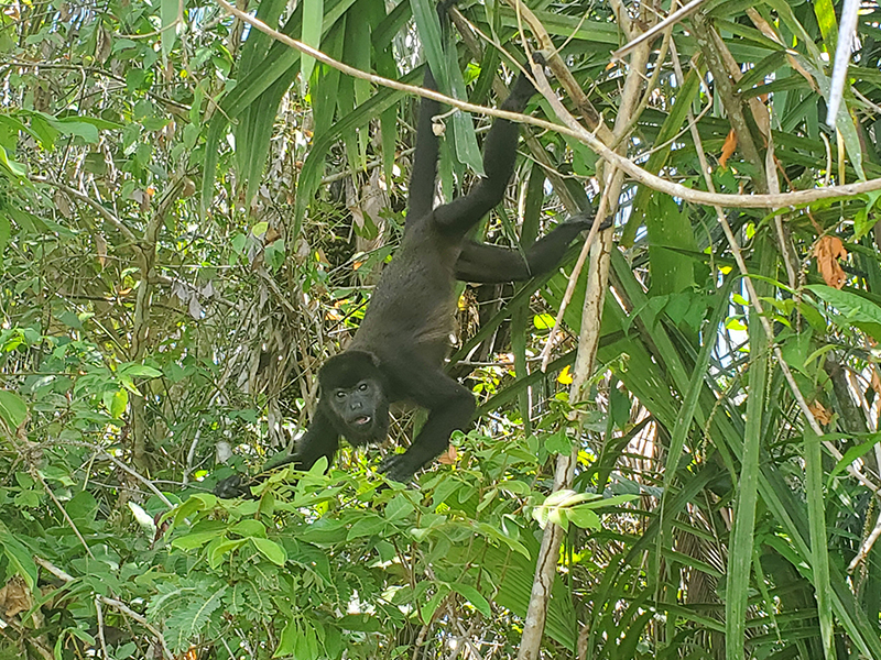 Dans la canopée panaméenne, le singe hurleur se laisse parfois apercevoir entre les feuillages © Terra Panama