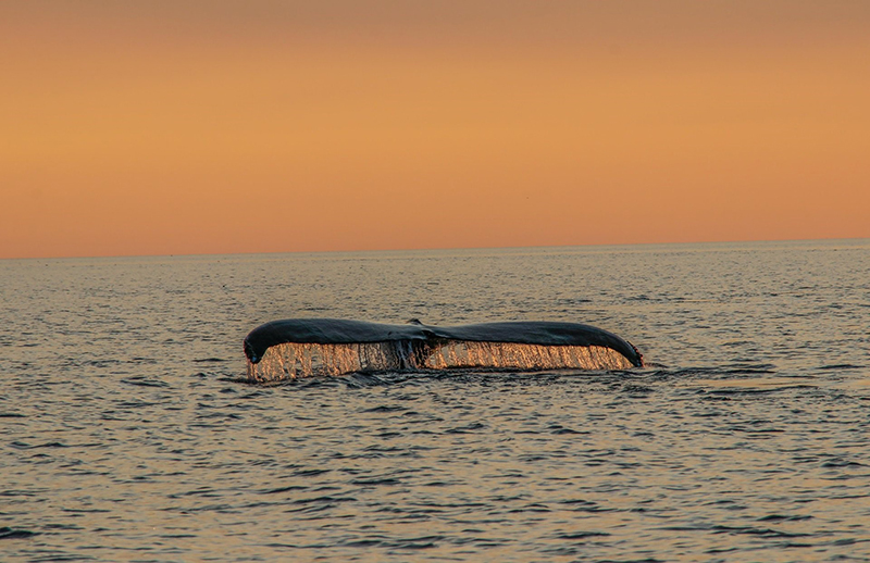Baleine / Baie de Fundy  © Susan Hill