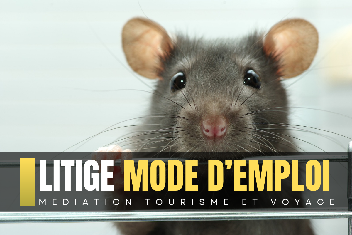Vol annulé à cause d’un rat à bord : la compagnie doit-elle indemniser les passagers ? - depositphotos.com  Auteur Pakhnyushchyy