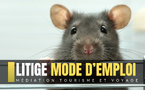 Vol annulé à cause d’un rat à bord : la compagnie doit-elle indemniser les passagers ? [ABO]
