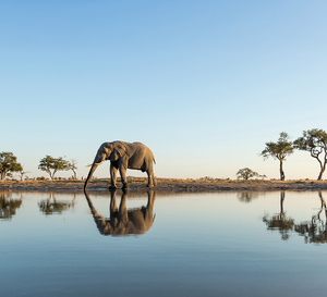 Safari-croisière en Afrique australe : CroisiEurope vous emmène aux confins du monde