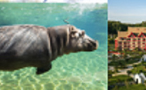 Un beau bilan 2016 pour le Zooparc de Beauval