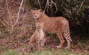 Le parc animalier Planète Sauvage fête son 25e anniversaire