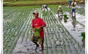 Langue, culture, territoire... le tiercé gagnant des Philippines !