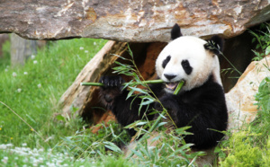 Le ZooParc de Beauval se hisse au rang des grands sites touristiques