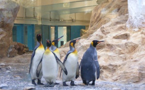 Marineland inaugure son pavillon Antartica