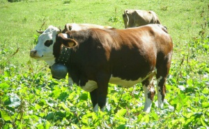 France Montagnes : l'art de vivre au coeur de la saison estivale France Montagnes : l'art de vivre au coeur de la saison estivale