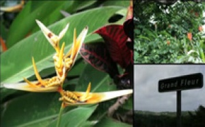 Le diaporama photos de l'éductour "Flamboyance Martinique"