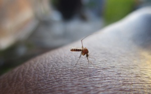 Cuba : recrudescence de cas de fièvre Zika