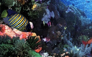 Les plus beaux fonds marins avec Ultramarina