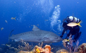 II. TO  plongée :  « Nos clients n'achètent pas un prix mais une destination et un site... » II. TO  plongée :  « Nos clients n'achètent pas un prix mais une destination et un site... »