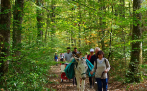En Touraine, les ânes de Balaam prônent le bien-être avant tout