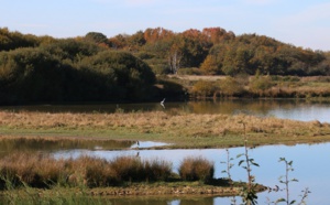 Indre : à la découverte de la Brenne, pays des oiseaux migrateurs