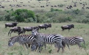Bdv.fr lance un site dédié aux safaris