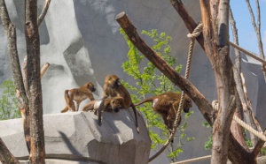 Le zoo de Vincennes évacué et fermé...